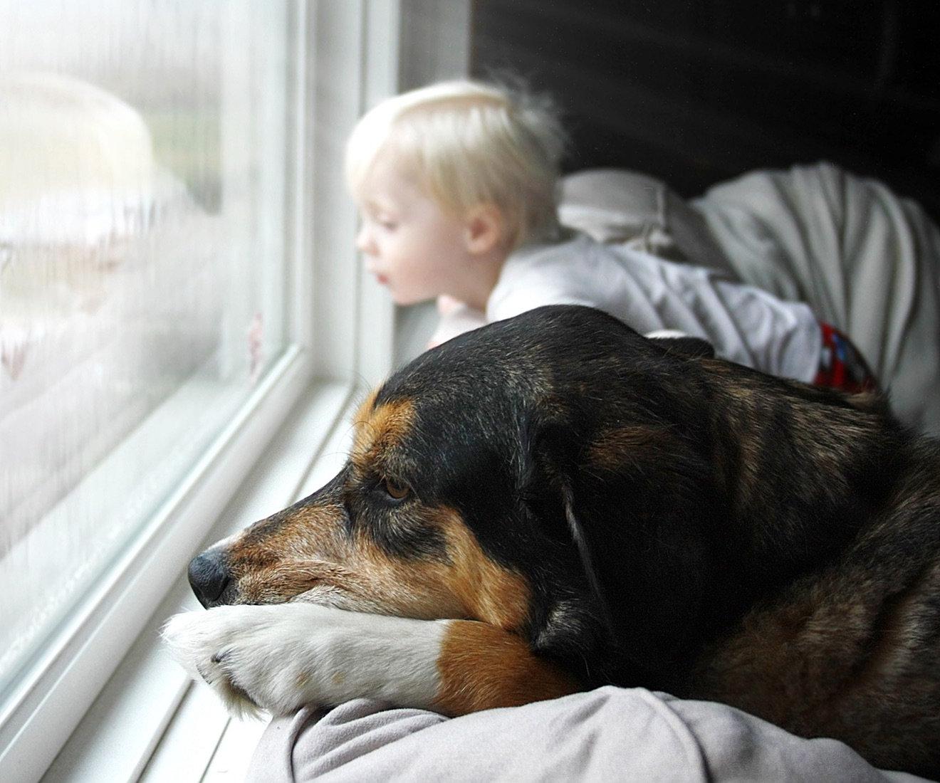 幼童和狗望着窗外.